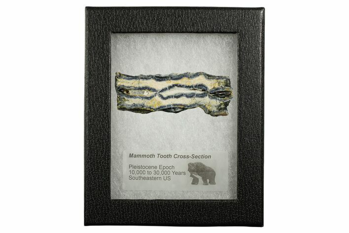 Mammoth Molar Slice With Case - South Carolina #349962